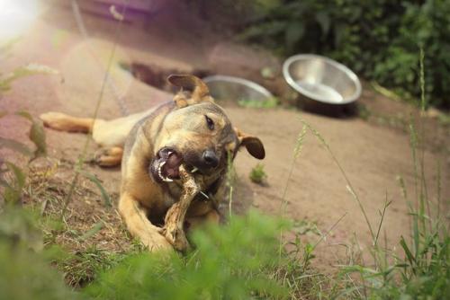 Один ваш звонок и счастье, позитив и необыкновенная преданность поселяется в вашем доме!