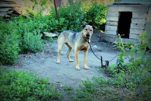 Один ваш звонок и счастье, позитив и необыкновенная преданность поселяется в вашем доме! 01
