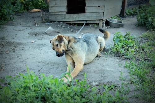 Один ваш звонок и счастье, позитив и необыкновенная преданность поселяется в вашем доме! 02