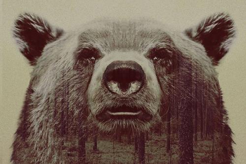 Площадь диких лесов продолжает сокращаться во всём мире.