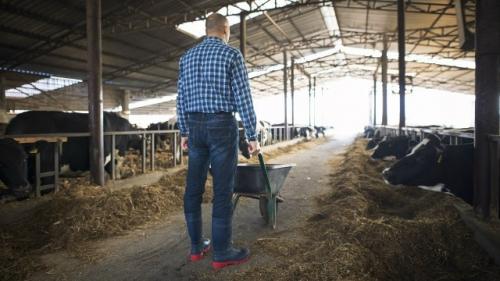 Во владимирском регионе в 2025 году наблюдается значительный подъем в потребности в работниках сельскохозяйственного сектора.  