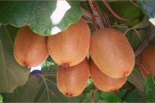 Мы выращиваем киви дома. 04