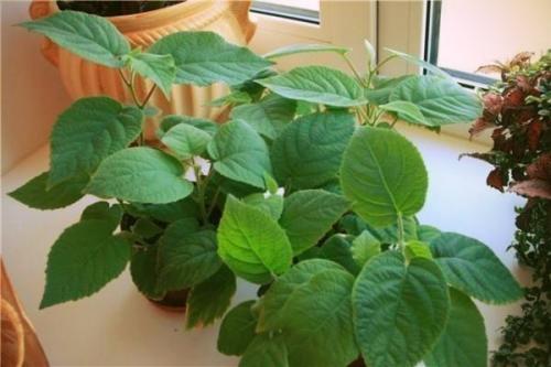 Мы выращиваем киви дома. 02