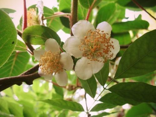 Мы выращиваем киви дома. 03