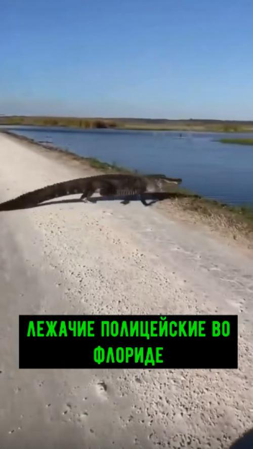 Зубастый лежачий полицейский! 


