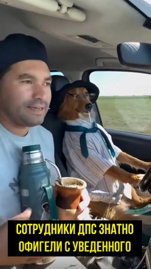 Что может быть лучше, чем путешествие на авто со своим псом! 02