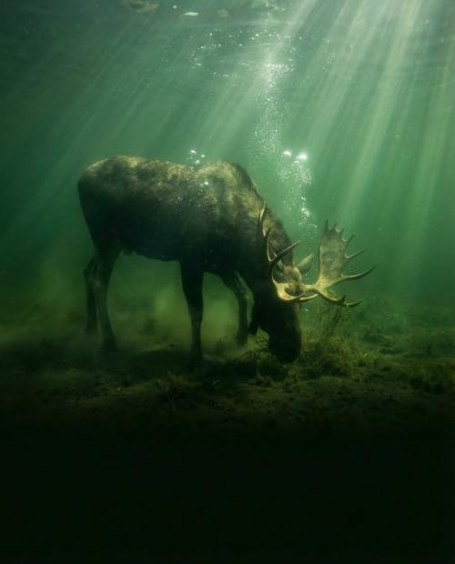 Неожиданно, но лоси, оказывается, неплохие пловцы. 01