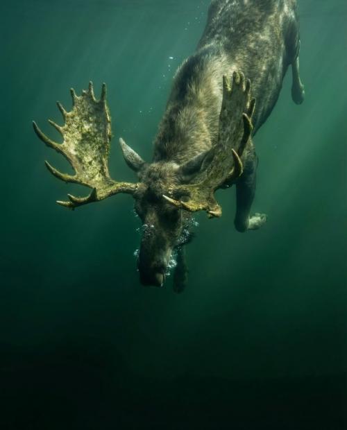 Неожиданно, но лоси, оказывается, неплохие пловцы.  