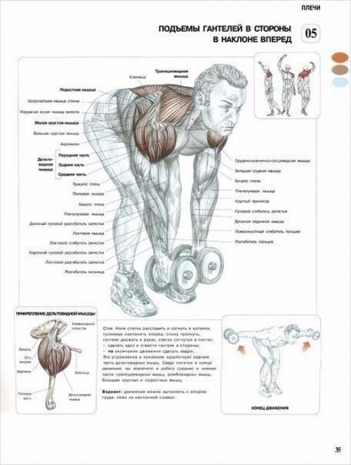 Лучшая программа тренировки плеч.

