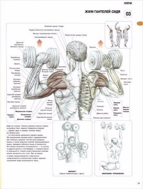 Лучшая программа тренировки плеч. 05 Лучшая программа тренировки плеч. 05