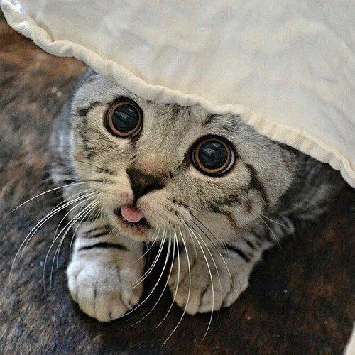 Кошки - манипуляторы.  Британские психологи выяснили, что домашние животные - в частности, кошки - являются великолепными манипуляторами.