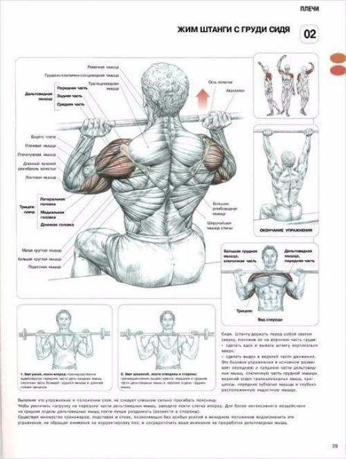 Лучшая программа тренировки плеч. 04 Лучшая программа тренировки плеч. 04