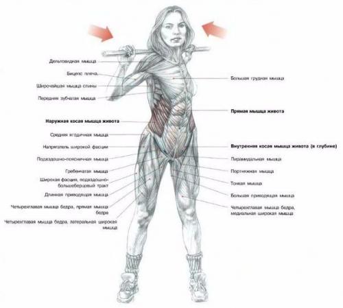 Косые мышцы живота. 

