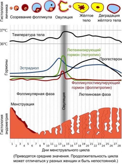 Тренировки при менструации. Тренировки при менструации.