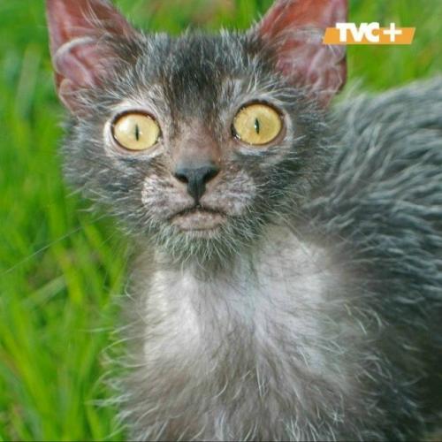Не бойтесь, это просто кошки - оборотни. 02