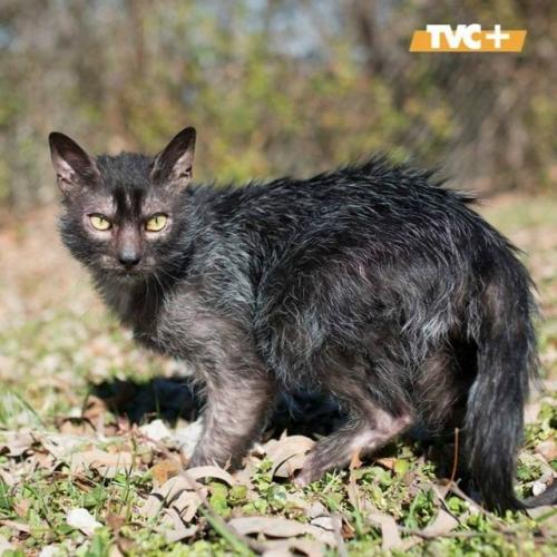 Не бойтесь, это просто кошки - оборотни. 
