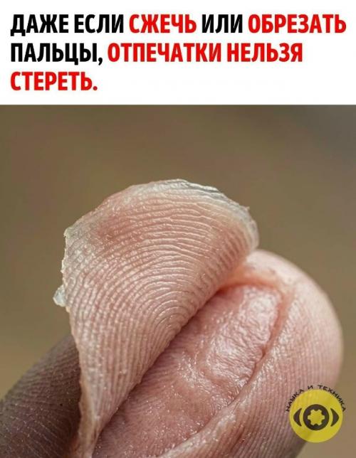 Узор на пальцах формируется ещё до рождения и зависит не только от генов, но и от мельчайших условий развития плода.  