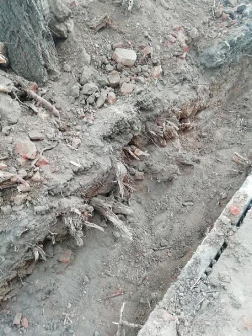 Очередное варварство над природными ресурсами города владимира. 02