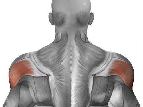 Мышца, которую не видно - задняя дельта. Мышца, которую не видно - задняя дельта.