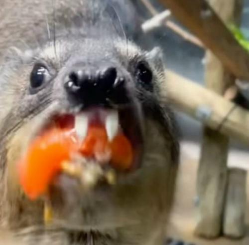 Даман - это одно из самых удивительных существ на планете, глядя на которое почти невозможно угадать его истинное происхождение. 05