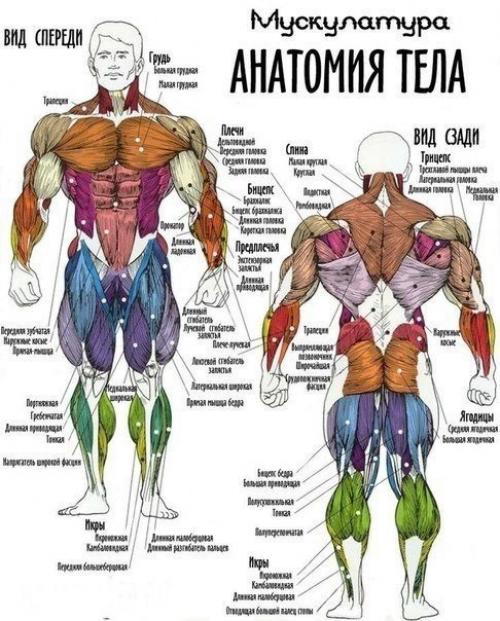 Основные группы мышц.

