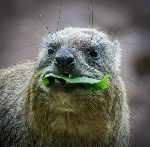 Даман - это одно из самых удивительных существ на планете, глядя на которое почти невозможно угадать его истинное происхождение. 04