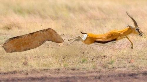 Это фигурка пещерного Льва, найденная на Алтае. 02