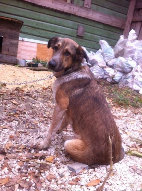 Собака!  19. 11. 01