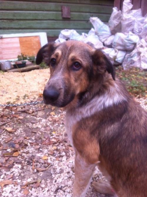 Собака!  19. 11.