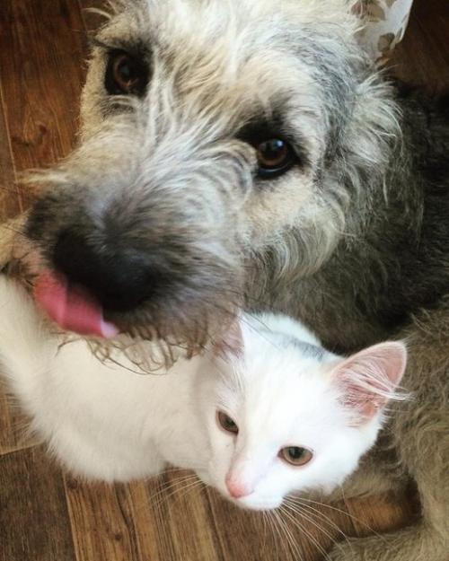 Собака!  Убежал убежал из частного дома в районе тандема.  возвращается уже несколько дней ( на улице холодно, очень мы переживаем! 01