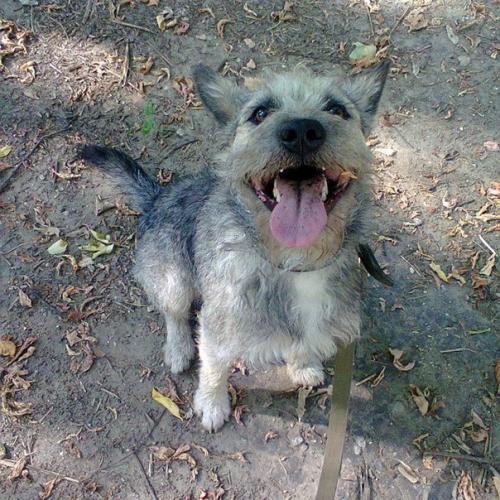 Собака!  Убежал убежал из частного дома в районе тандема.  возвращается уже несколько дней ( на улице холодно, очень мы переживаем!