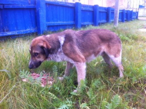 Собака!  19. 11. 02