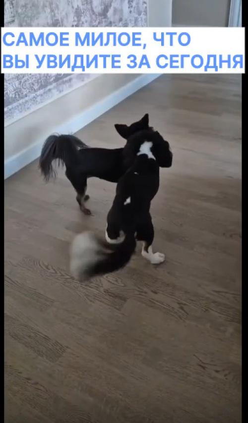 Столичные ветеринары ещё одного очаровательного питомца спасли. 01