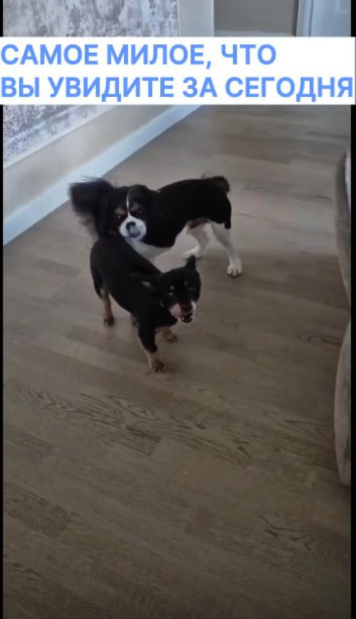 Столичные ветеринары ещё одного очаровательного питомца спасли.  