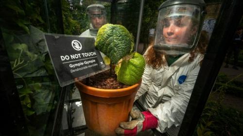 Таким образом, если вы думали, что самое опасное в австралийских джунглях - это крокодилы или ядовитые пауки, познакомьтесь с гимпи - гимпи. 06