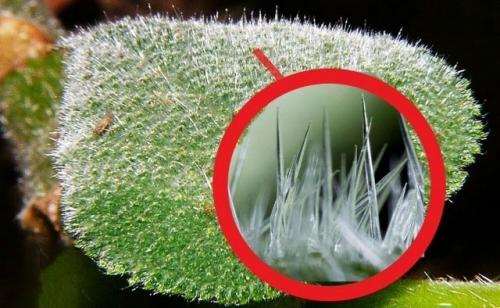 Таким образом, если вы думали, что самое опасное в австралийских джунглях - это крокодилы или ядовитые пауки, познакомьтесь с гимпи - гимпи. 01