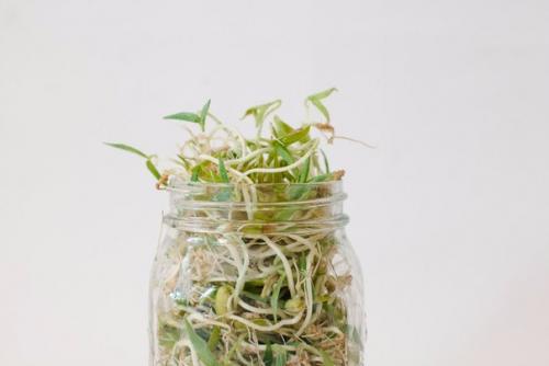 Как проращивать семена и зерна. Как проращивать семена и зерна.