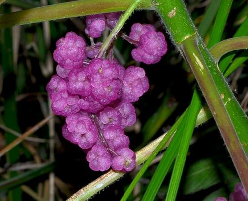 Таким образом, если вы думали, что самое опасное в австралийских джунглях - это крокодилы или ядовитые пауки, познакомьтесь с гимпи - гимпи. 02