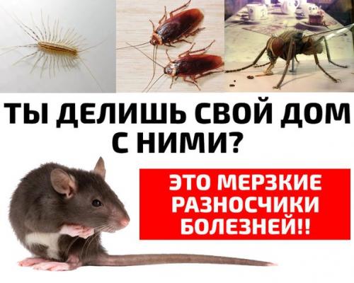 Эти твари живут в каждом доме!