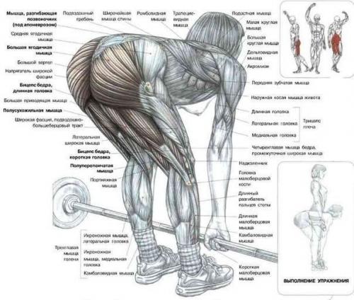 Как правильно приседать! 03