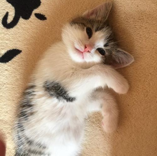 Маленького кроху в хорошие руки отдам? 01