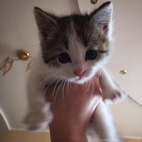 Маленького кроху в хорошие руки отдам?