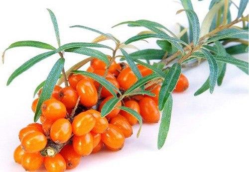 Соберите листья облепихи! Соберите листья облепихи!