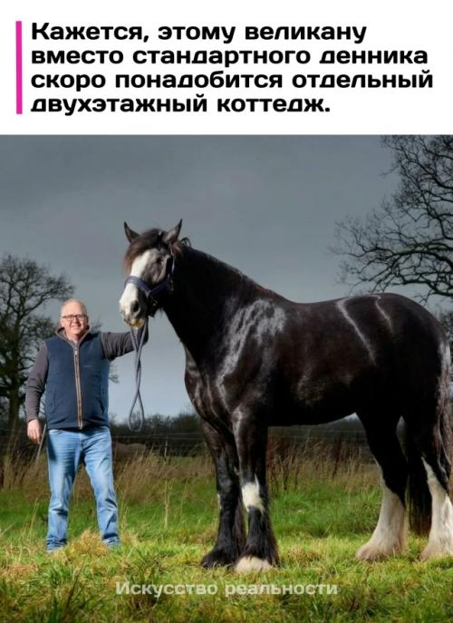 Английский жеребец Хьюго официально признан самым большим конем в мире: его рост в холке достиг 1, 99 метра. 
