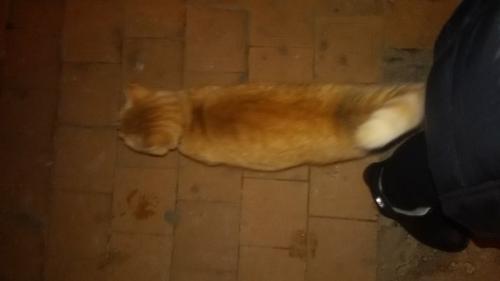 Котик бегает по подъезду по адресу ул. Соколова - соколенка, д. 18, 2-ой подъезд. 04