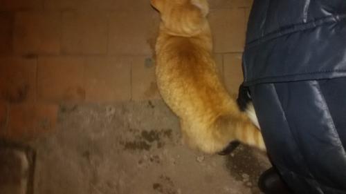 Котик бегает по подъезду по адресу ул. Соколова - соколенка, д. 18, 2-ой подъезд. 03