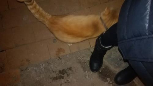 Котик бегает по подъезду по адресу ул. Соколова - соколенка, д. 18, 2-ой подъезд. 05