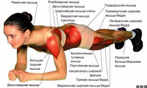 Лучшее упражнение на все времена: классическая планка.

