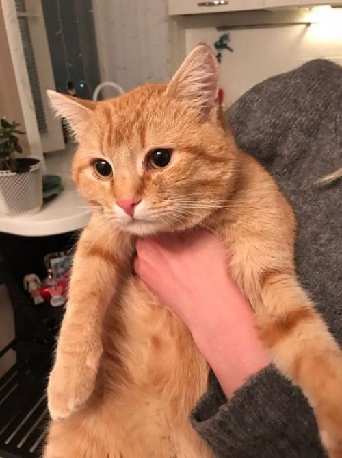 Кот.  С с черным антиблошиным ошейником.  скорее всего убежал из дома. : 7-920-622-29-28. 02