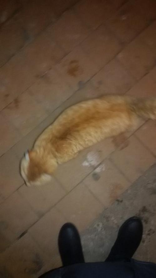 Котик бегает по подъезду по адресу ул. Соколова - соколенка, д. 18, 2-ой подъезд.  